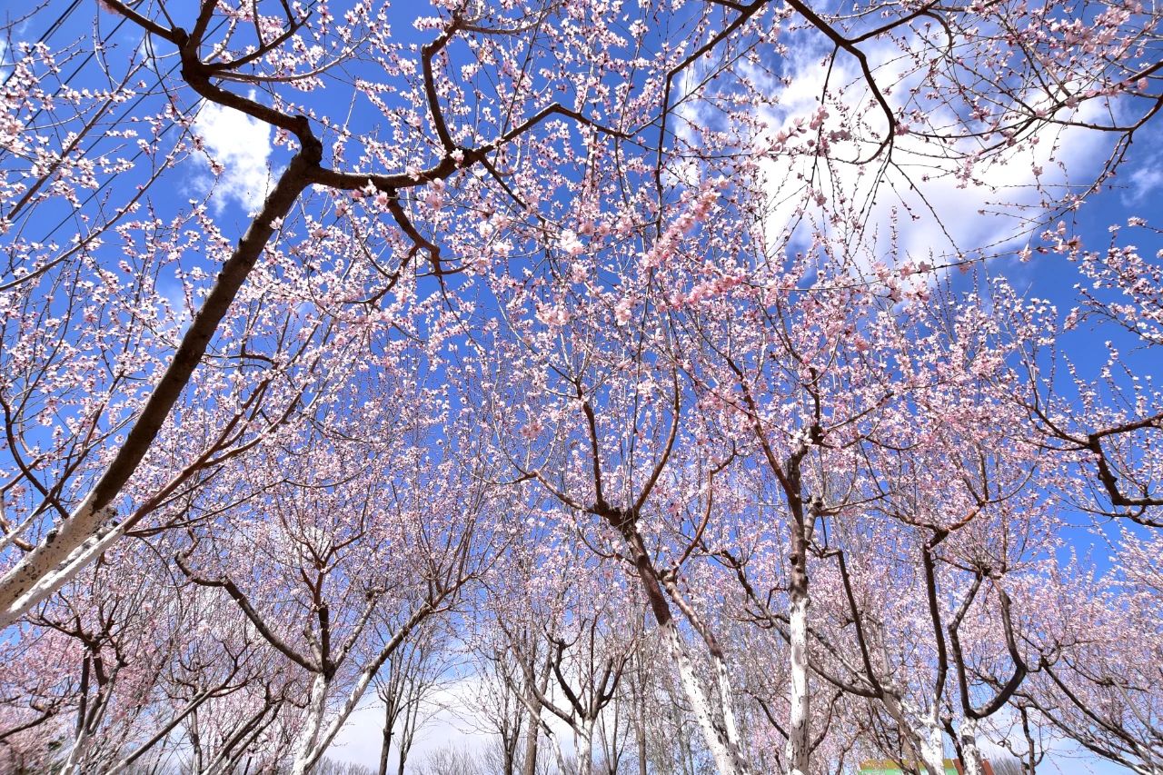 北京已正式入春,昌平的春景藏不住啦|北京市_新浪财经_新浪网