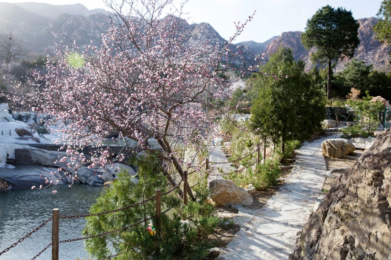 北京已正式入春,昌平的春景藏不住啦|北京市_新浪财经_新浪网