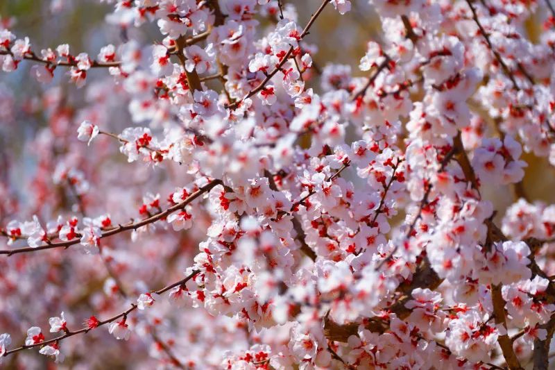 最佳观赏期将从3月20日开始今年托克逊县的杏花根据气象和林业部门