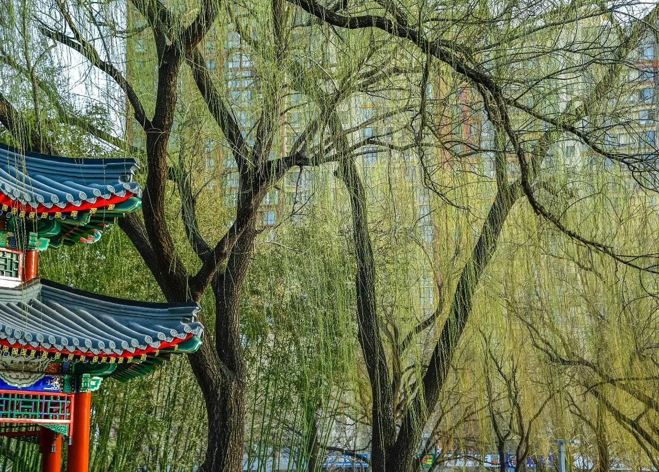 北京已正式入春,昌平的春景藏不住啦|北京市_新浪财经_新浪网