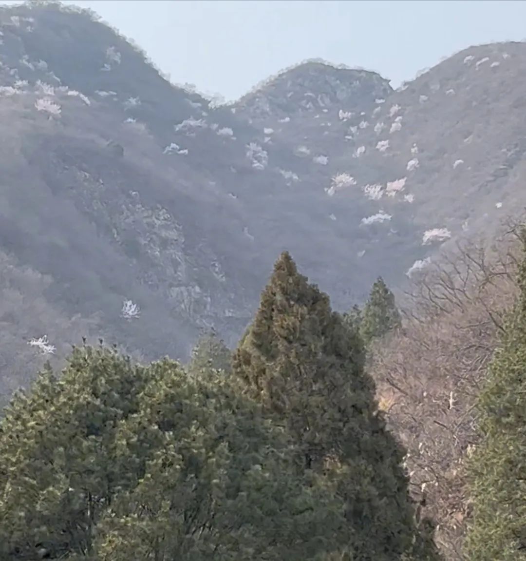 漫山遍野山桃花走进石花洞,仿佛置身于一个天然的桃花源.