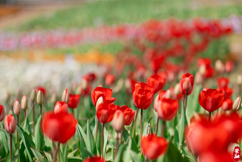 这样进园还可免票→|郁金香_新浪财经_新浪网