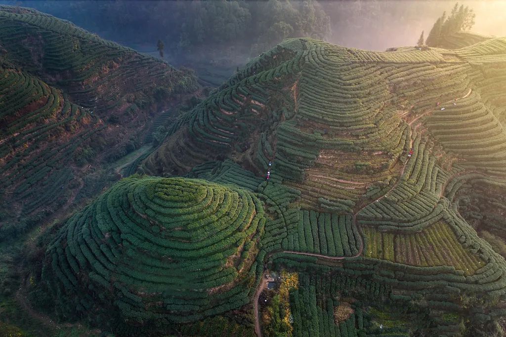 春光正当时第二十届蒙顶山茶文化旅游节3月27日开幕新闻发布会