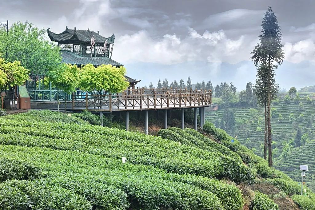 春光正当时!第二十届蒙顶山茶文化旅游节3月27日开幕 | 新闻发布会|旅