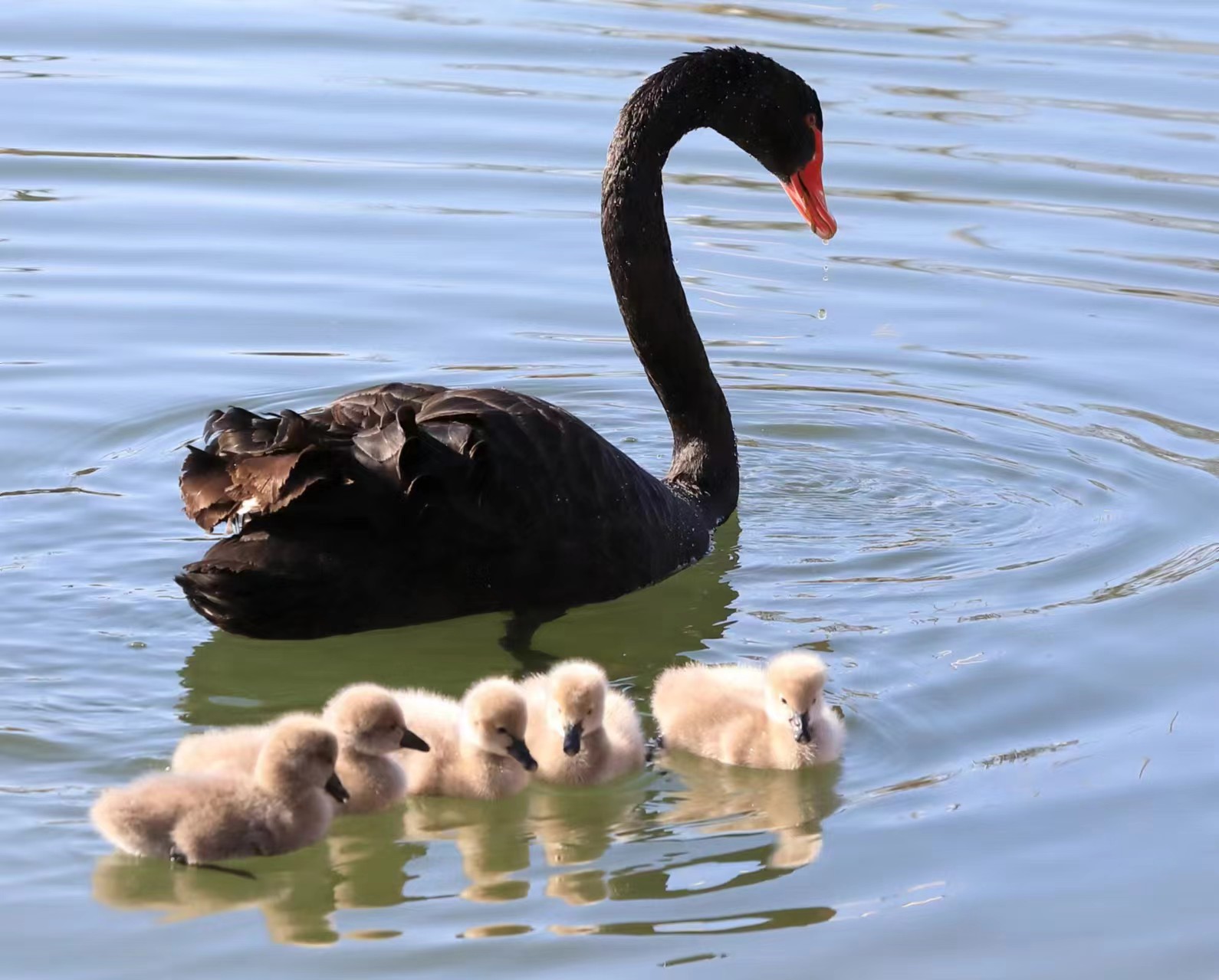"清河之洲"喜迎5只黑天鹅宝宝