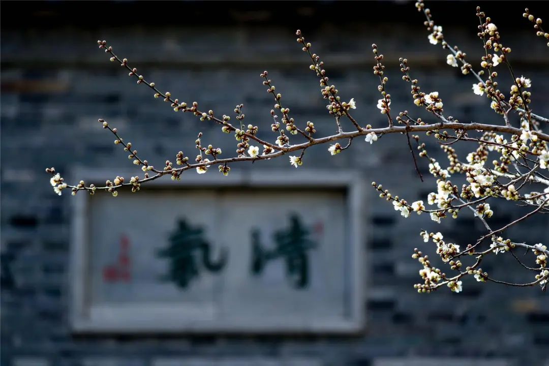 春光抚芳菲|杜鹃花_新浪财经_新浪网