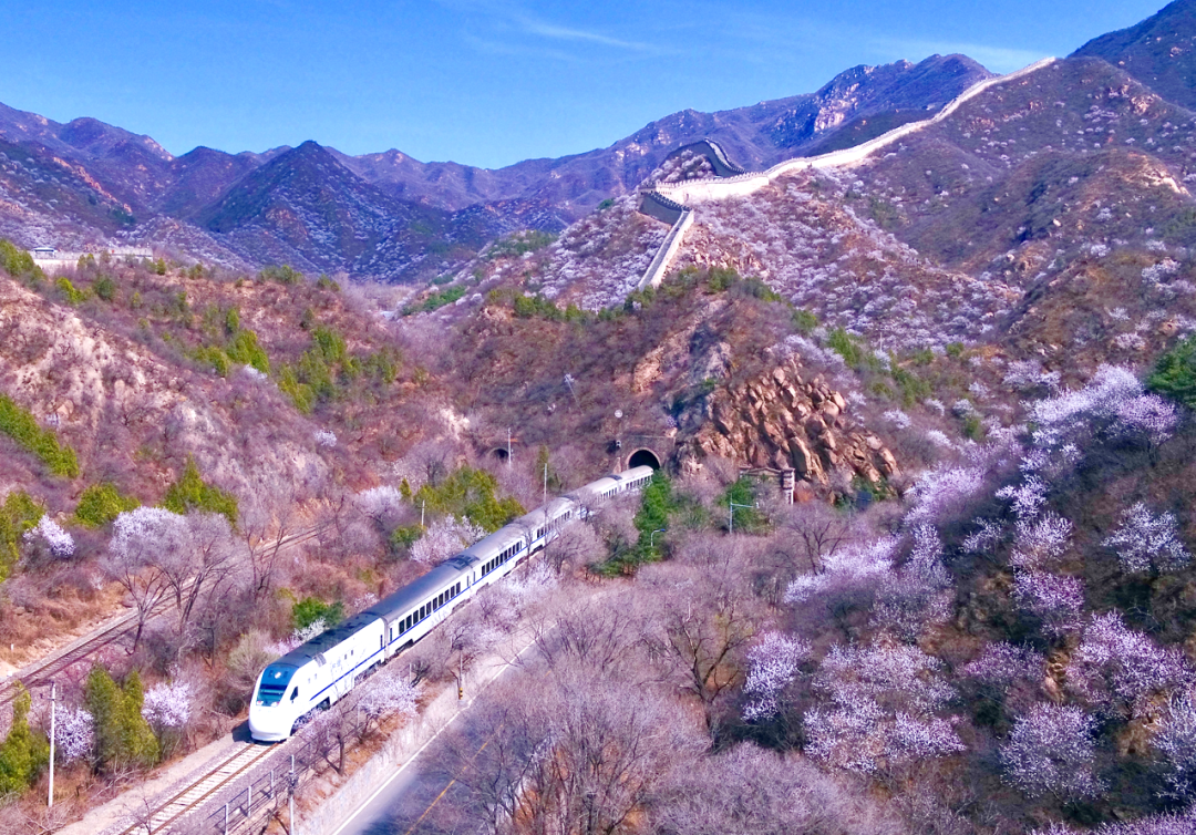 千树万树"春"花开,s2线赏花你来不来?_新浪财经_新浪网