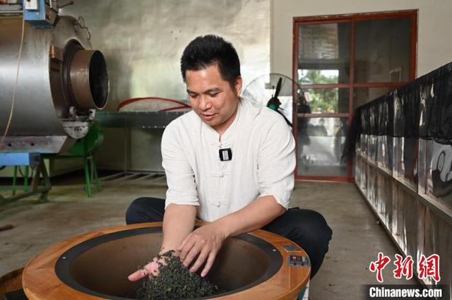 广东惠州博罗进入春茶采摘黄金期_新浪财经_新浪网