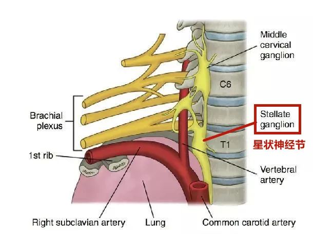 岳红医生介绍,星状神经节是指颈胸部或颈下的交感神经节,是人体控制交