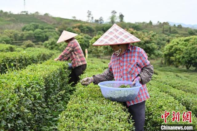 广东惠州博罗进入春茶采摘黄金期_新浪财经_新浪网