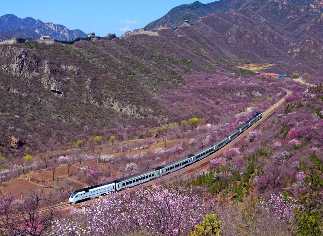 千树万树"春"花开,s2线赏花你来不来?_新浪财经_新浪网