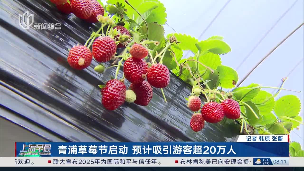 青浦草莓节启动 预计吸引游客超20万人
