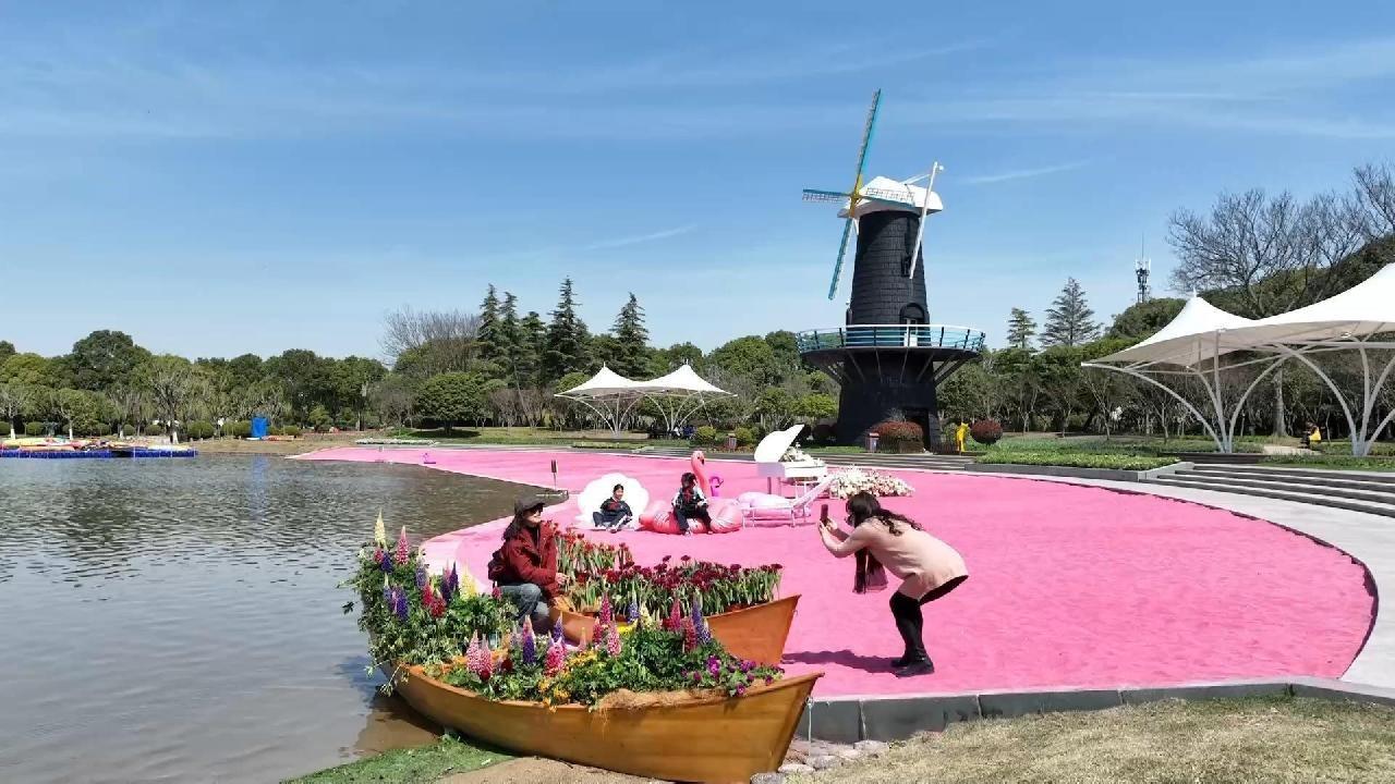 周末去哪儿?上百万株郁金香绽放上海鲜花港