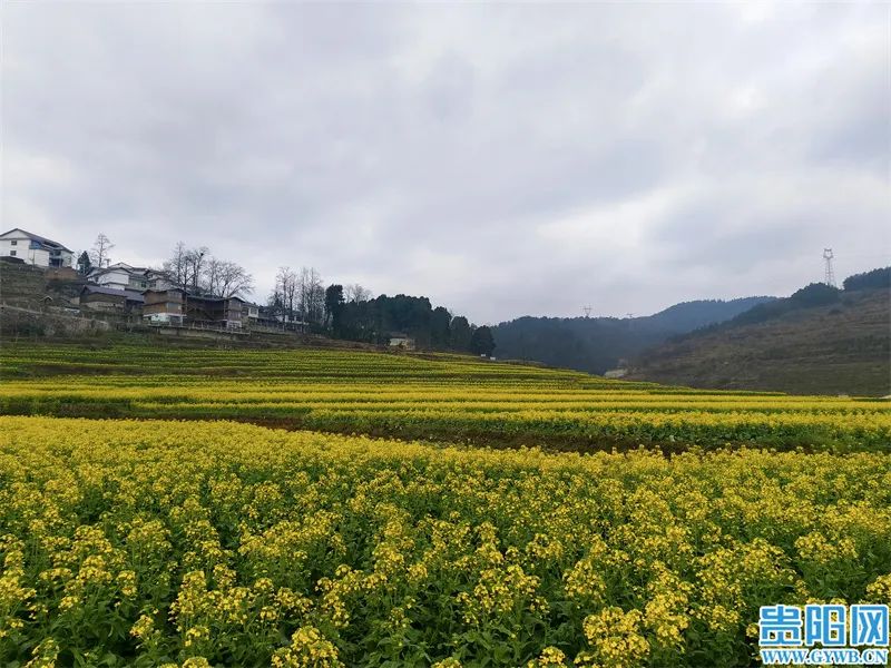 爽爽贵阳·繁花似锦丨万紫千红春意浓 踏青赏花正当时_新浪财经_新浪