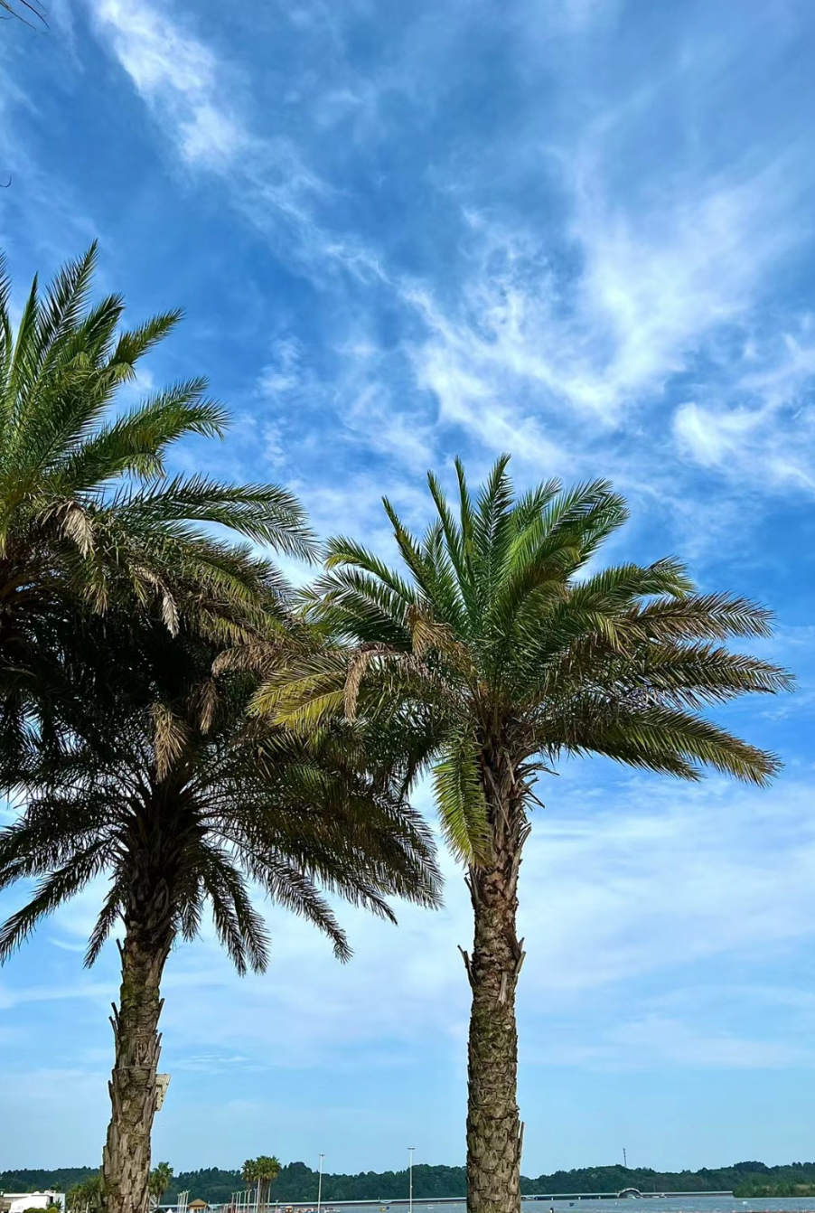 在常德城内最大的天然湖泊柳叶湖边,当地人建起了沙滩公园.