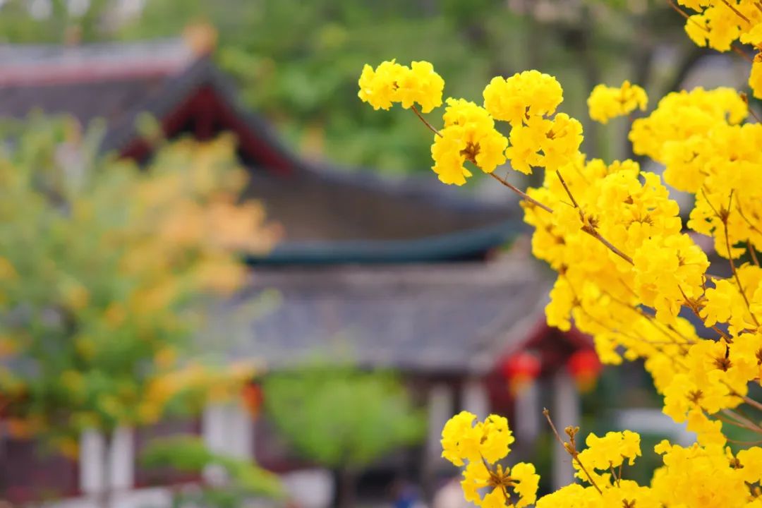 近日，广州光孝寺内的黄花风铃木盛开，黄色的花与寺内的建筑交相辉映，别有一番韵味。新快报记者 郭思杰/摄