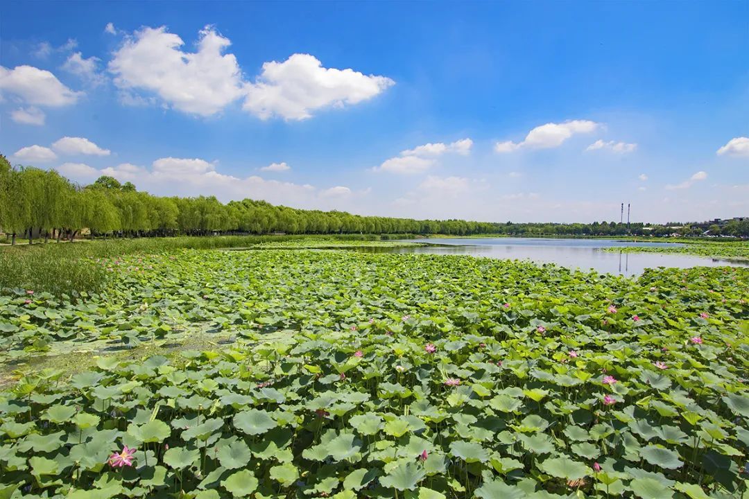 改造后的罗马湖.(张莲花摄)