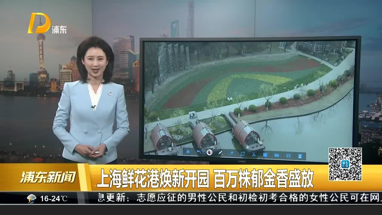 上海鲜花港焕新开园 百万株郁金香盛放
