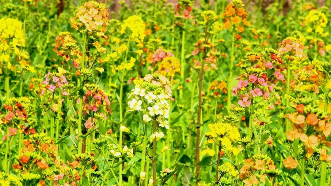 上千亩惊艳全网杭州这份地图太金贵了