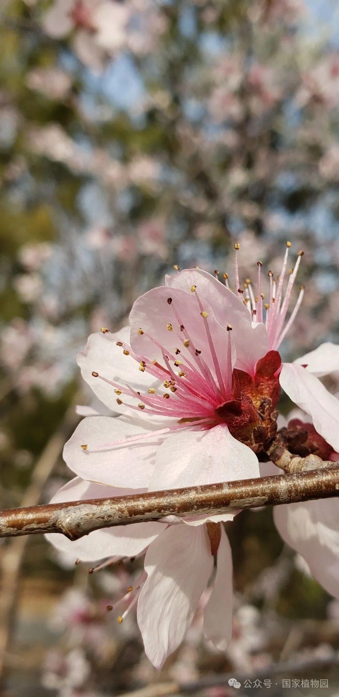 授粉后的山桃花瓣和雄蕊花丝会逐渐变红