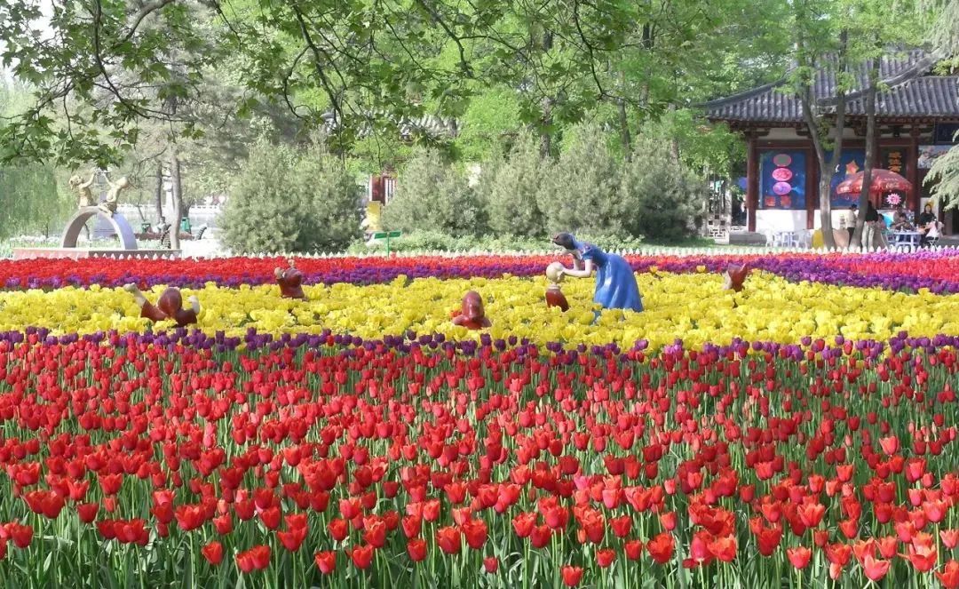 跟着诗词去赏花陕西春季赏花攻略来了