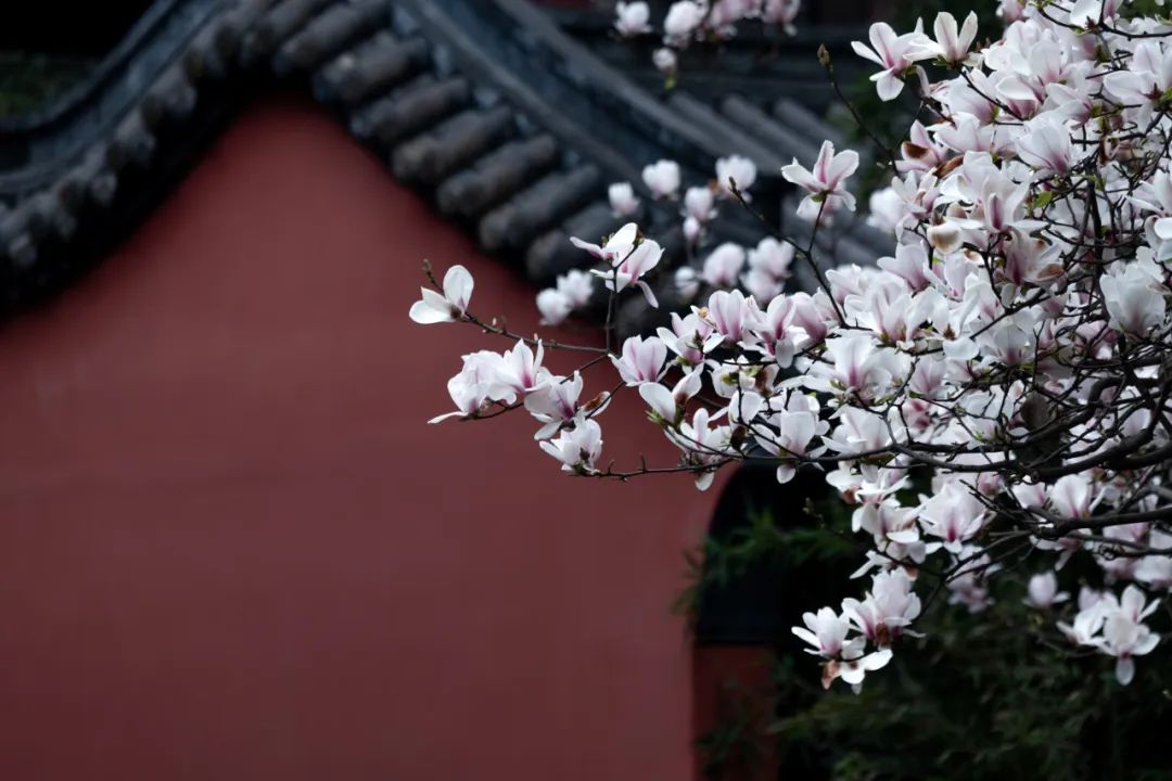 一树玉兰花,赏尽天下春玉兰花:武侯祠一年春好处,十里杏花香.
