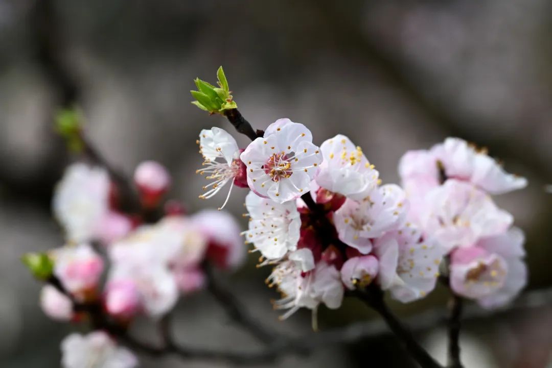 阳春三月,相遇一场杏花雨.