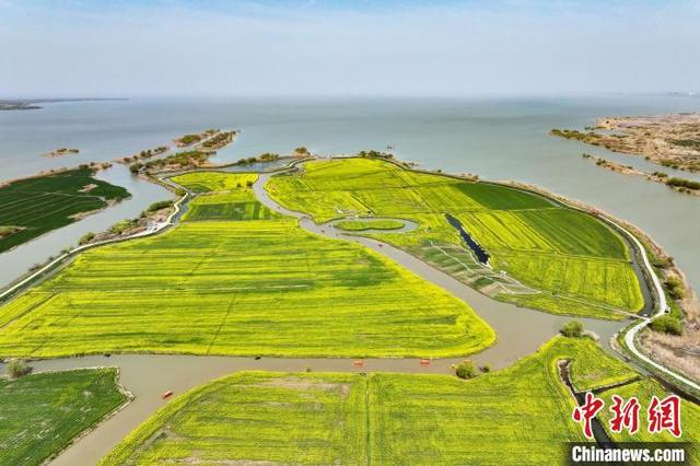 航拍江苏高邮"湖上花海"金色画卷|花海_新浪财经_新浪网
