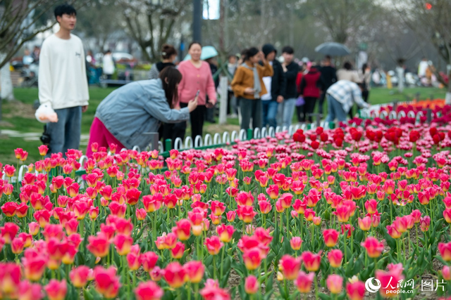 3月23日正值周末,位于浙江平湖的樱花小镇,2万棵樱花10万株郁金香竞相
