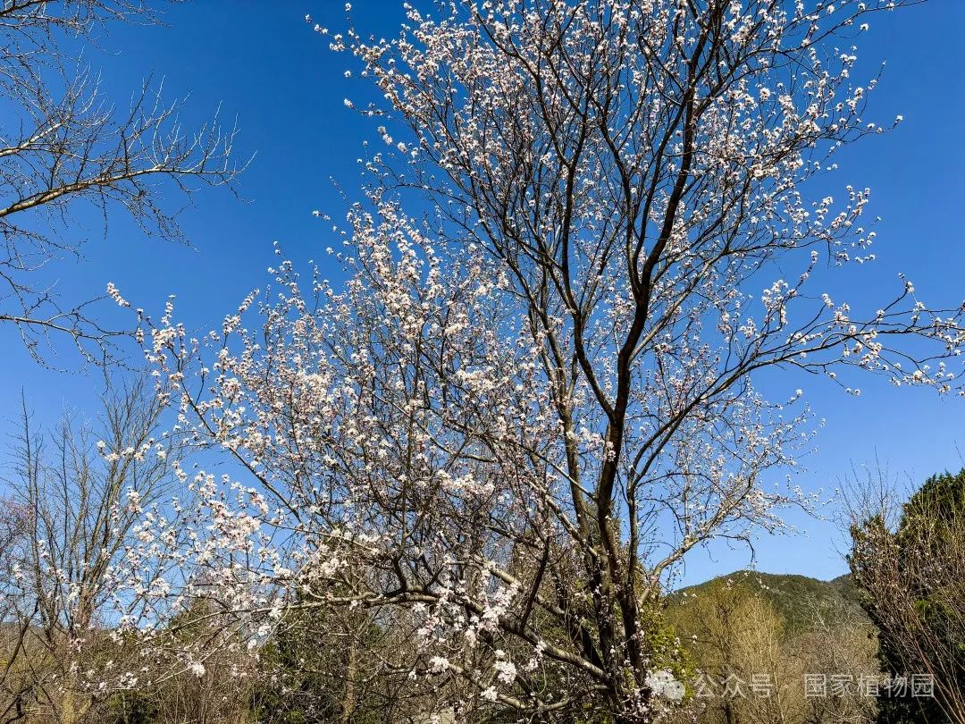 山桃树花期图片