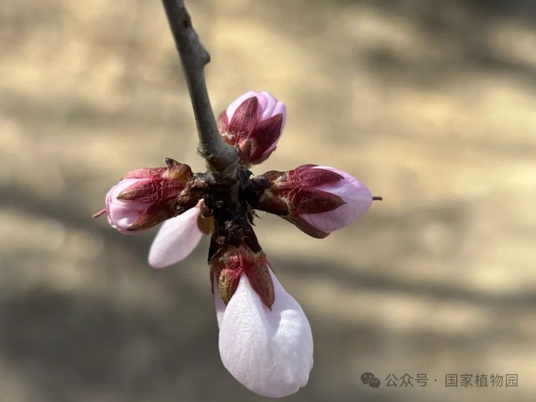 植物园里自然观察课——山桃|花瓣_新浪财经_新浪网
