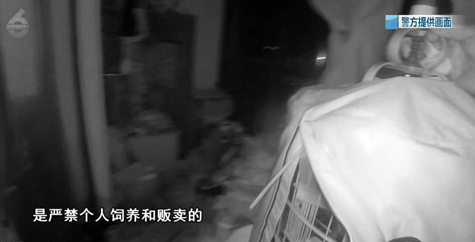 唐先生才说自己一共养了三只画眉鸟,是多年前在花鸟市场上购买的