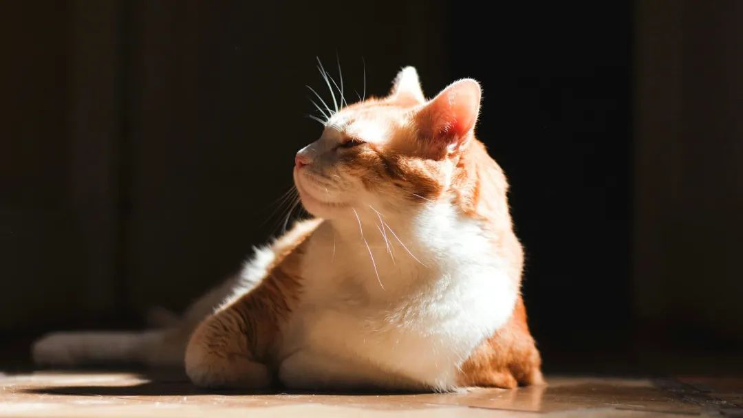 春日花开带猫共赏萌宠寻人启事