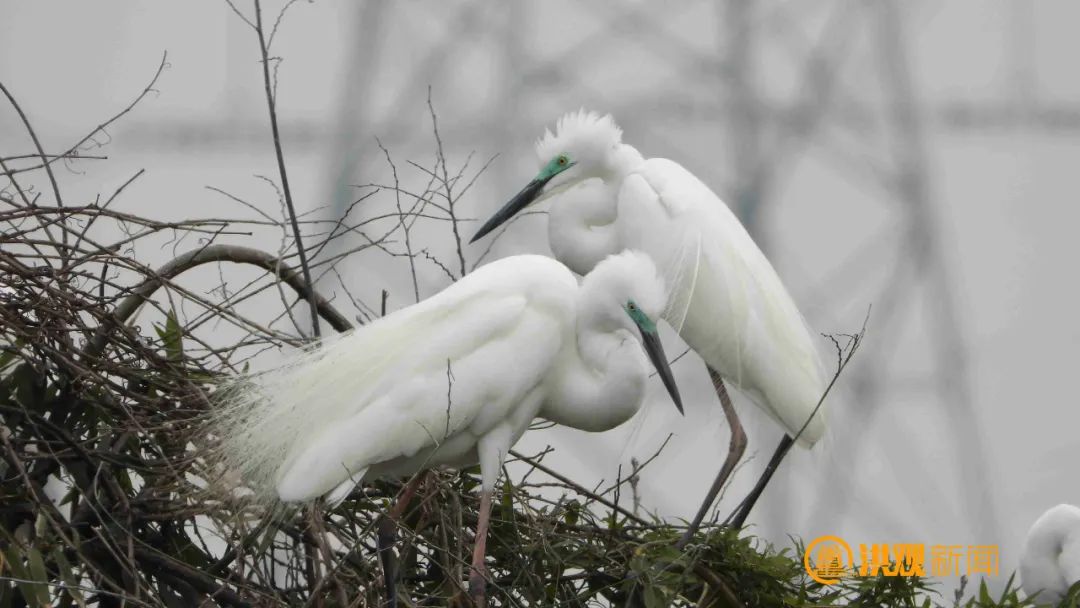 首批夏候鸟抵达"鹭鸟王国"|南昌市_新浪财经_新浪网