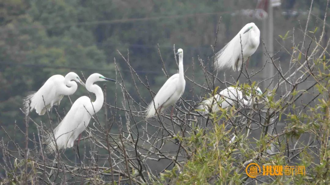 首批夏候鸟抵达"鹭鸟王国"|南昌市_新浪财经_新浪网