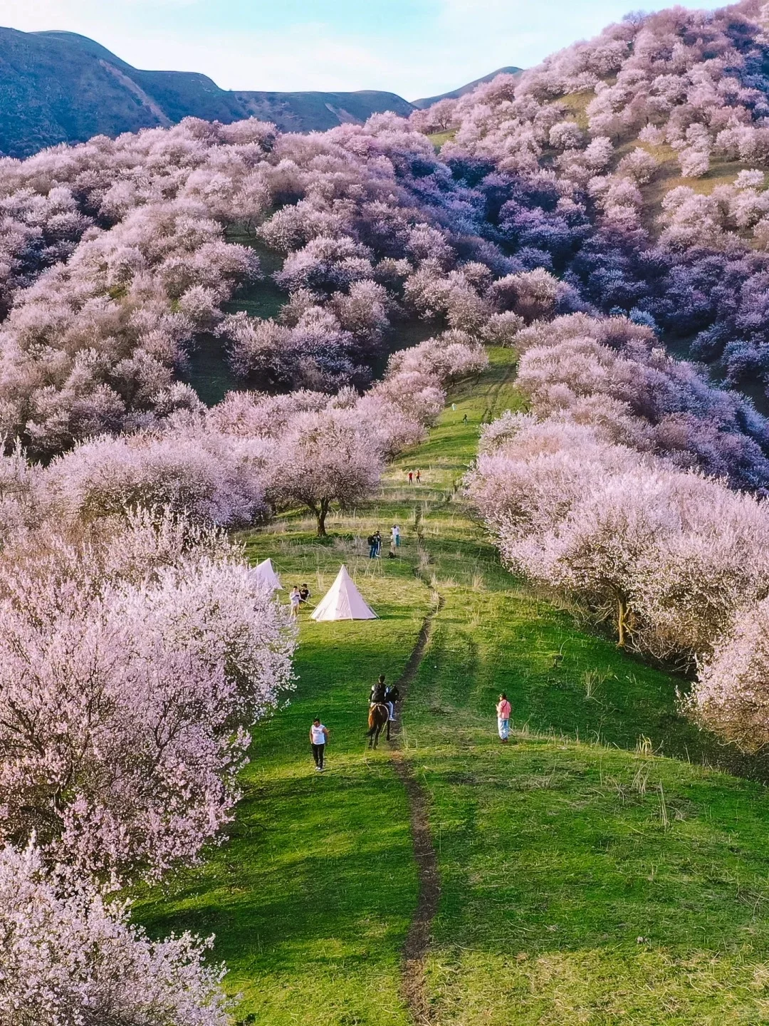 海洋隐藏在伊犁河谷的杏花肆意绽放每年4月初至4月中下旬新疆的春天