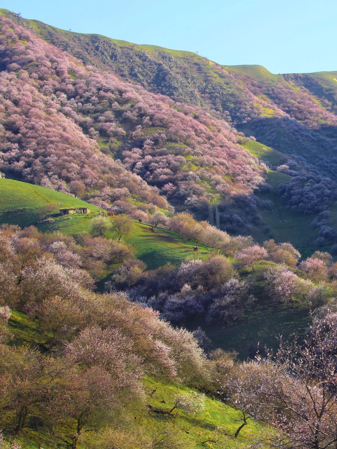 第一财经广播邀您去旅行|北疆伊犁杏花季,我在杏花春色里,邀您遇见醉