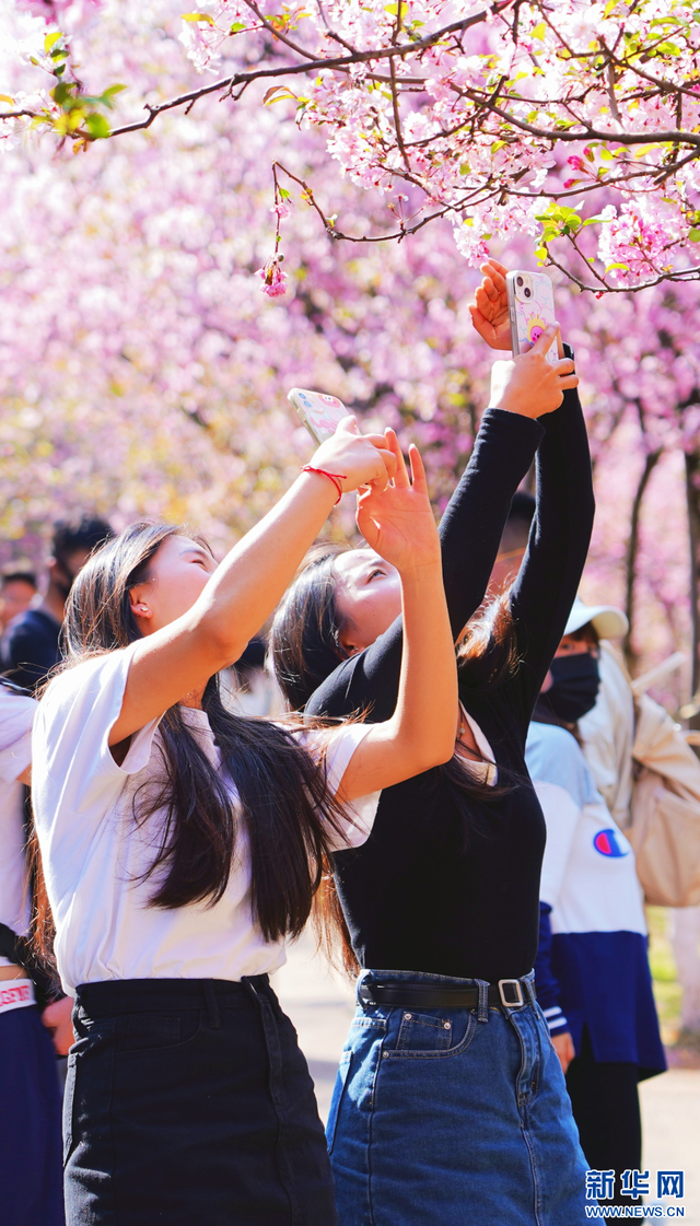 游客在花下拍照（3月15日摄）。新华网发（五华区融媒体中心供图）