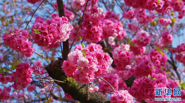 盛放的樱花（3月19日摄）。新华网发（五华区融媒体中心供图）