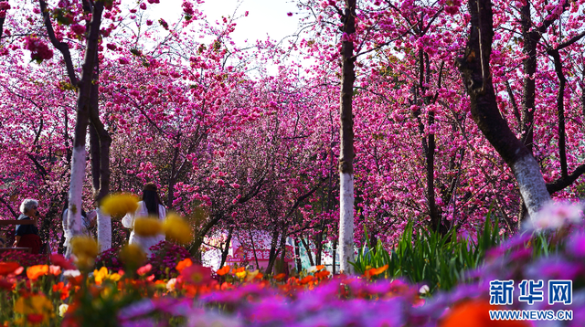 棵棵绽放的樱花树（3月19日摄）。新华网发（五华区融媒体中心供图）