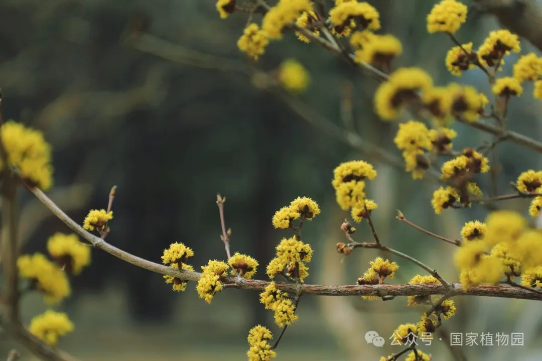 春日贺礼 金色"烟花"——山茱萸_新浪财经_新浪网