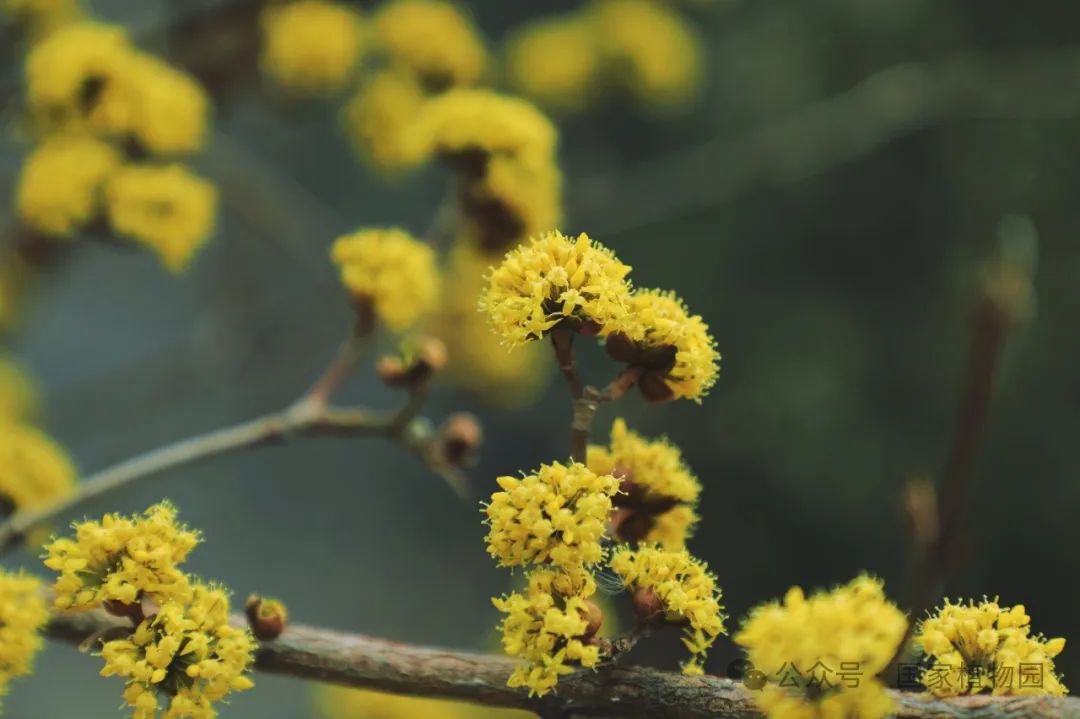 春日贺礼金色烟花山茱萸