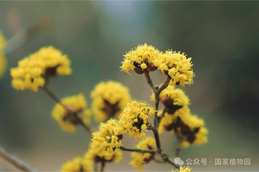 春日贺礼金色烟花山茱萸