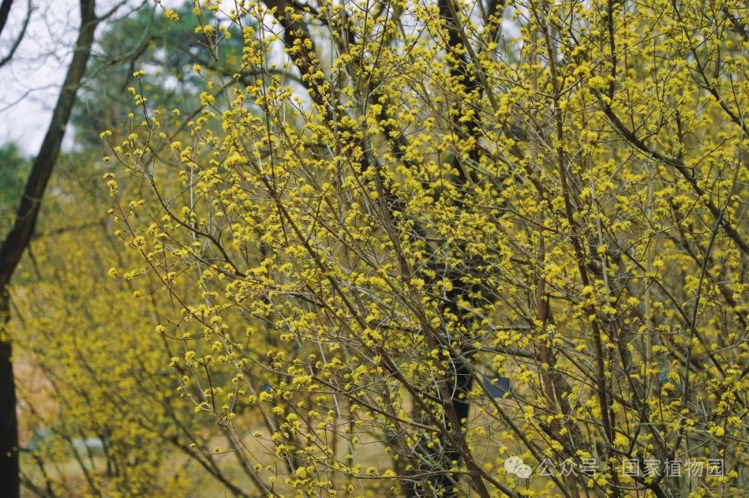 春日贺礼 金色"烟花"——山茱萸_新浪财经_新浪网