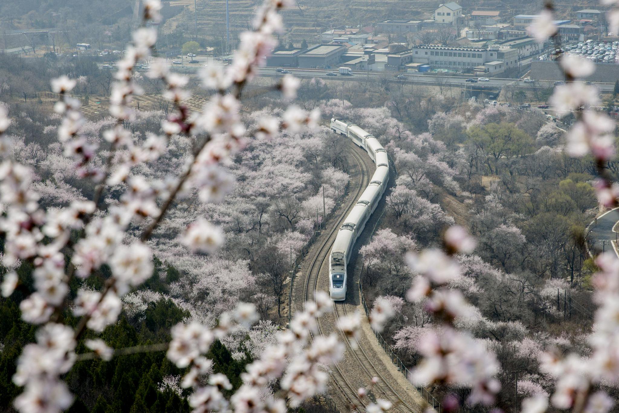 居庸关花海栈道开放首日,摄影师镜头下的"春暖花开"很养眼|花海_新浪