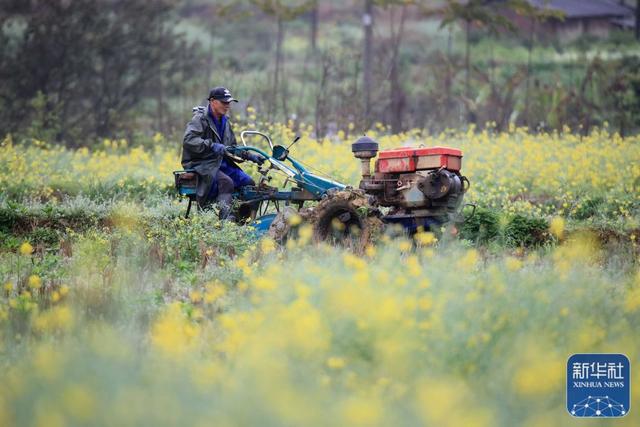 在广西柳州市融安县沙子乡三睦村,农民驾驶拖拉机耙田(3月18日摄).