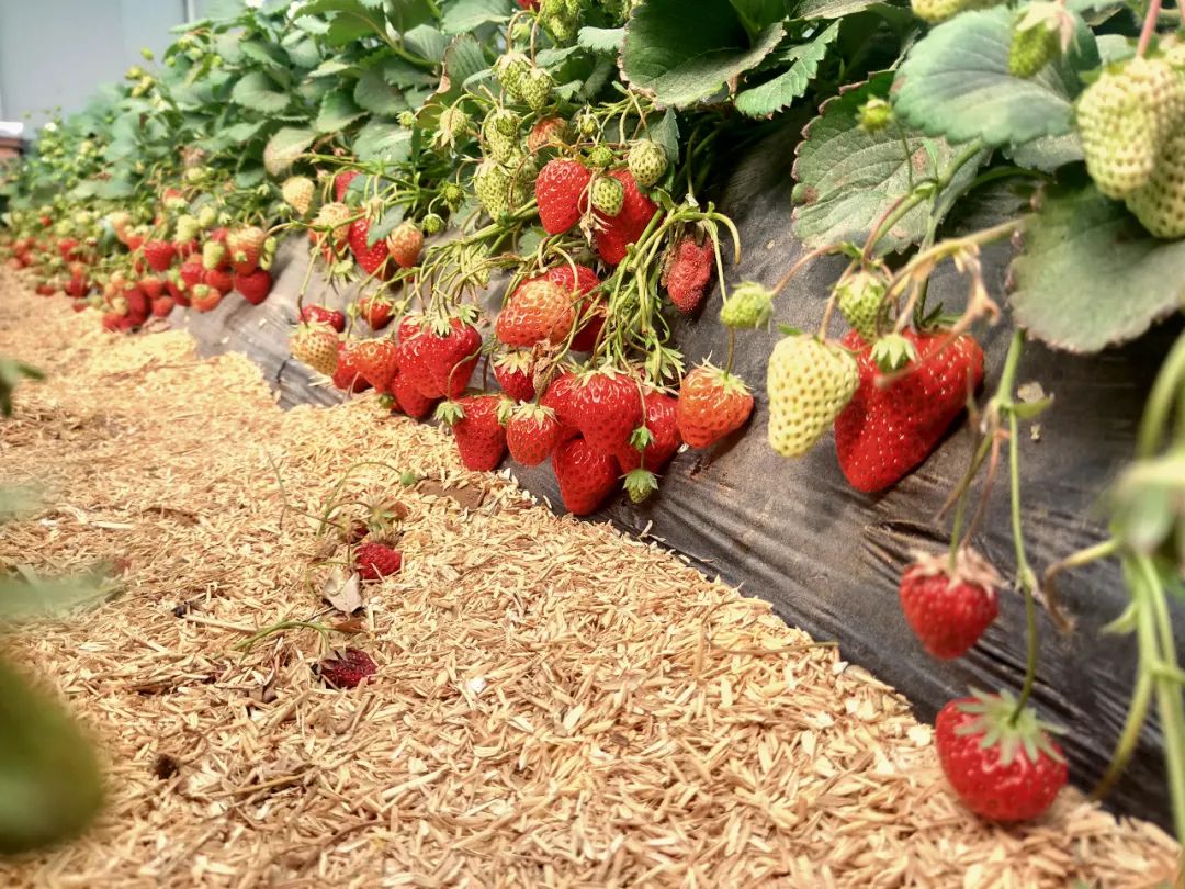 郑州周边遛娃挖野菜最全线路图来啦