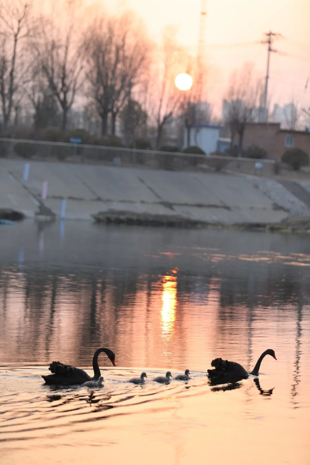 首批"探春使者" 凉水河亦庄段的黑天鹅宝宝"出圈"啦_新浪财经_新浪网