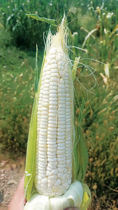 科技赋能新疆鲜食玉米产业_新浪财经_新浪网