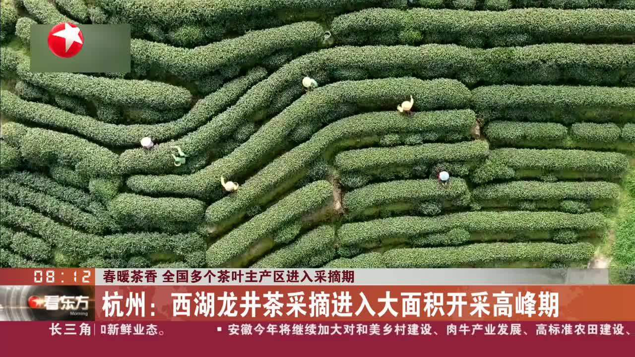 春暖茶香 全国多个茶叶主产区进入采摘期 杭州:西湖龙井茶采摘进入大